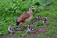 Nilgans mit K&uuml;ken