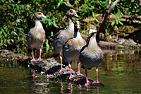 Junge (juvenile) Nilg&auml;nse