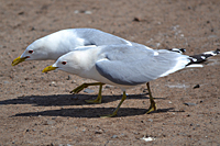 Balzende Sturmm&ouml;ven