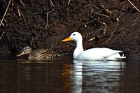 Weißer Erpel mit Ente